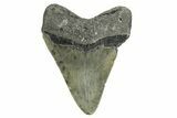 Fossil Megalodon Tooth - North Carolina #368042-1